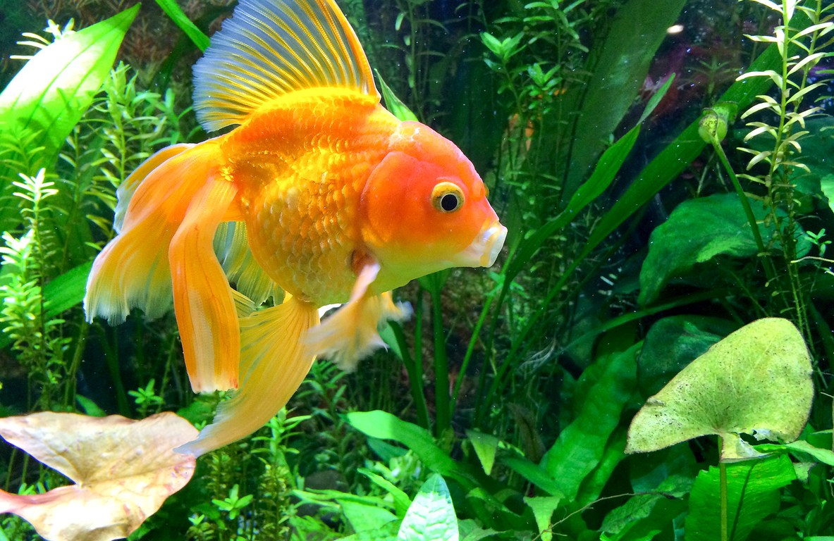 Goldfish in Aquarium